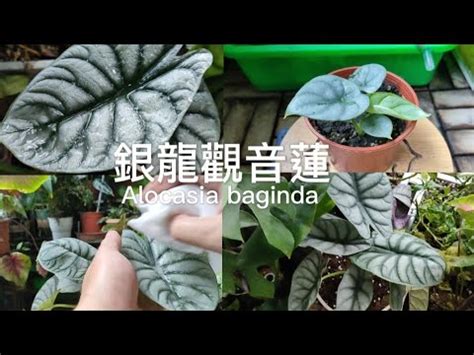 觀音蓮品種|觀音蓮品種探秘：每一種都是心靈的寄託 – 植物盆栽綠寶典